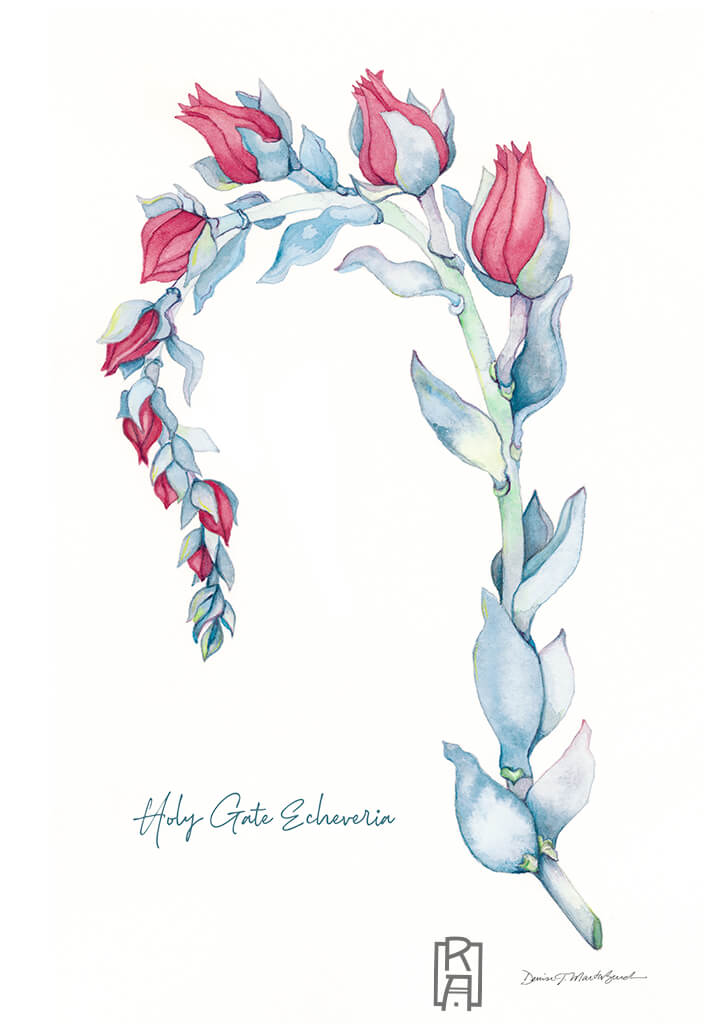 Holy Gate Echeveria | Watercolor Painting by Denise Marta-Burch
