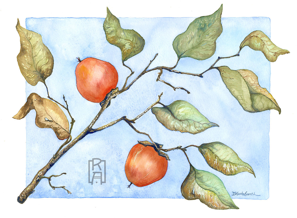 Wild Persimmons watercolor by Denise Marta-Burch